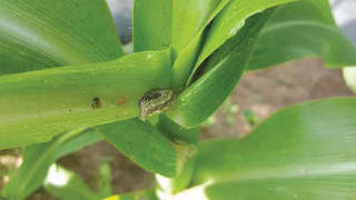 Integrated Management of American Fall Armyworm (Spodoptera Frugiperda) on Maize Crops