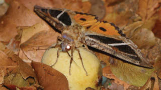 Integrated Management of Fruit Sucking Moth