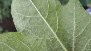 Infestation of Jassid insect on Cotton crop