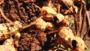 Controlling termite in groundnut