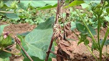 Prevention of root rot disease in Cotton