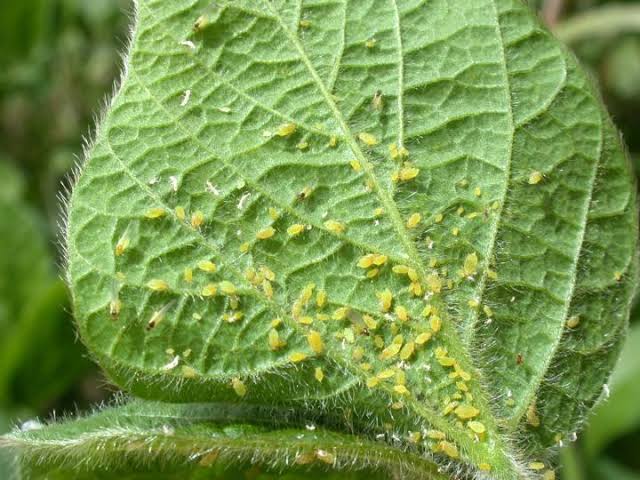 Aphids Control in Potato Crop