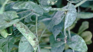 Prevention of White Spot Disease in Peas