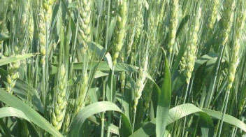 Use of Fertilisers in Wheat
