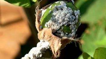 ಹತ್ತಿಯಲ್ಲಿ ಎಲ್ಲಾ ರೀತಿಯ ಕೀಟಪೀಡೆಗಳ ಗಳ ನಿಯಂತ್ರಣ