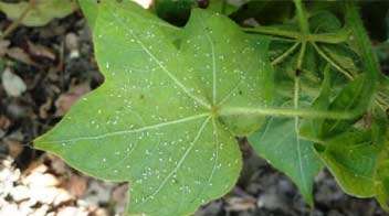 Control white fly and green hoppers in cotton.