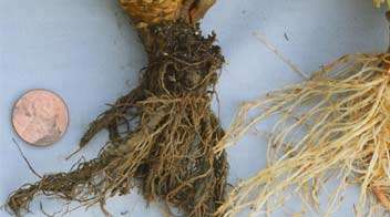 Solution to root rot in vegetables and other crops.