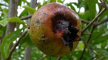 Solution to control Fruit Fly in Pomegranate