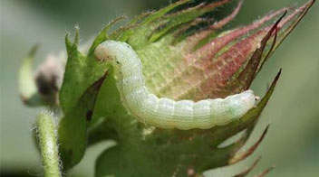 Control bollworm in cotton.