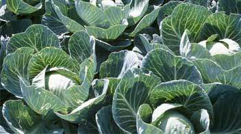 Replanting, management of pests/diseases in vegetable plants