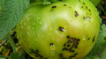 Black spots on the lower side of the tomato fruit