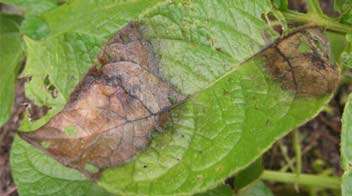 Controlling blight on potato leaves and branches
