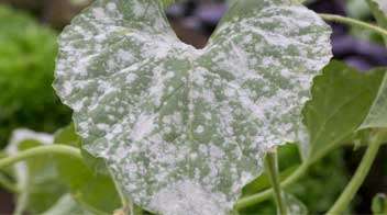 Management of powdery mildew in cucurbit family vegetable crops.