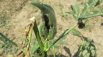 Solution  to  control fruit and shoot borer in Okra.