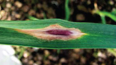 Management of Purple Batch in Garlic