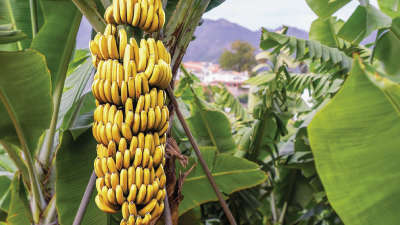 For the good yield and quality of banana