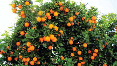 Use of plant growth promoters to get good quality oranges