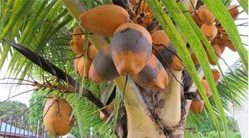 नारियल में घुन