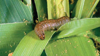 Fall Army Worm [FAW] incidence in the Maize crop