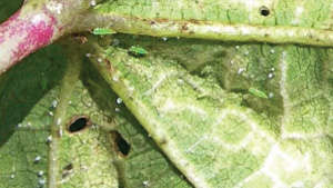 Save small cotton plants from  leaf hoppers