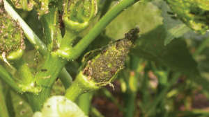 Which insecticide will you spray to prevent sucking insects in okra crop?