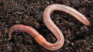 Know the importance of vermicompost