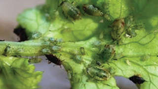 Control of aphid in coriander