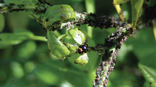 नींबूवार्गीय पौधों में काले माहू का नियंत्रण