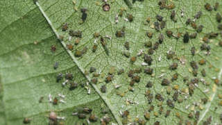 On which condition of the environment has the aphid infestation increased suddenly?
