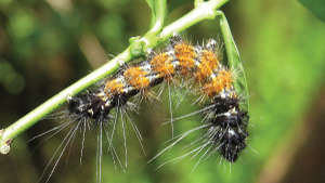 Management of hairy leaf eating caterpillar in maize