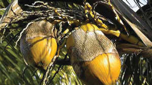 Management practices for Coconut Eriophyid mite