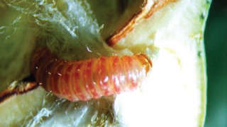 Which insecticide will you spray to control Pink Bollworm this month?