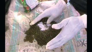 Seed Treatment - Moong