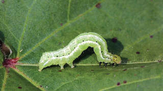Control of leaf eating caterpillar in soybean