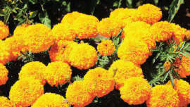 Grow marigold flower crop around cucurbit crops such as, cucumber, ridge guard