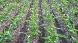 Management of Nutrition in Maize