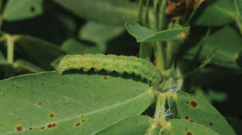 Control of Leaf-eating Caterpillar in Groundnuts