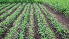 Grow Trap Crop in Maize for to Prevent Armyworms