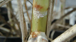 Control of mealy bugs in sugarcane.