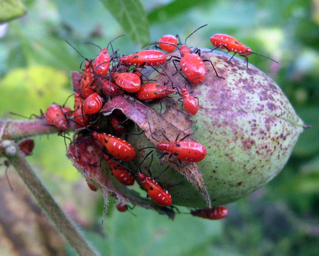 How to control damage of Red cotton bugs in the Cotton crop?