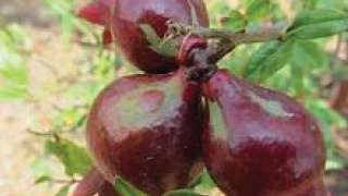 Control of thrips in pomegranate