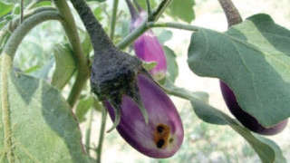 Which insecticide are you going to spray for brinjal fruit borer?