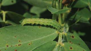 Control of leaf eating caterpillars in groundnut: