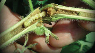 Integrated Pest Management in Soybean Crop