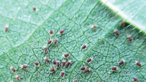Control of mites in okra crop: