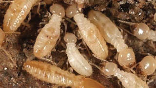 Prevention of termite in sugarcane