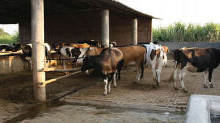 Care of Livestocks in Monsoon
