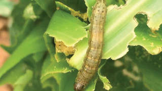 Chemical Control of the Maize Armyworm