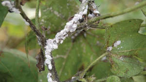 Spray any recommended insecticide if mealybugs are spotted in Cotton
