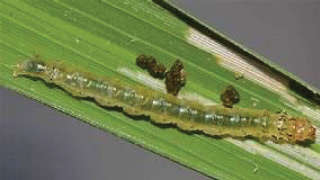 Effective insecticides for control of leaf folder in rice: